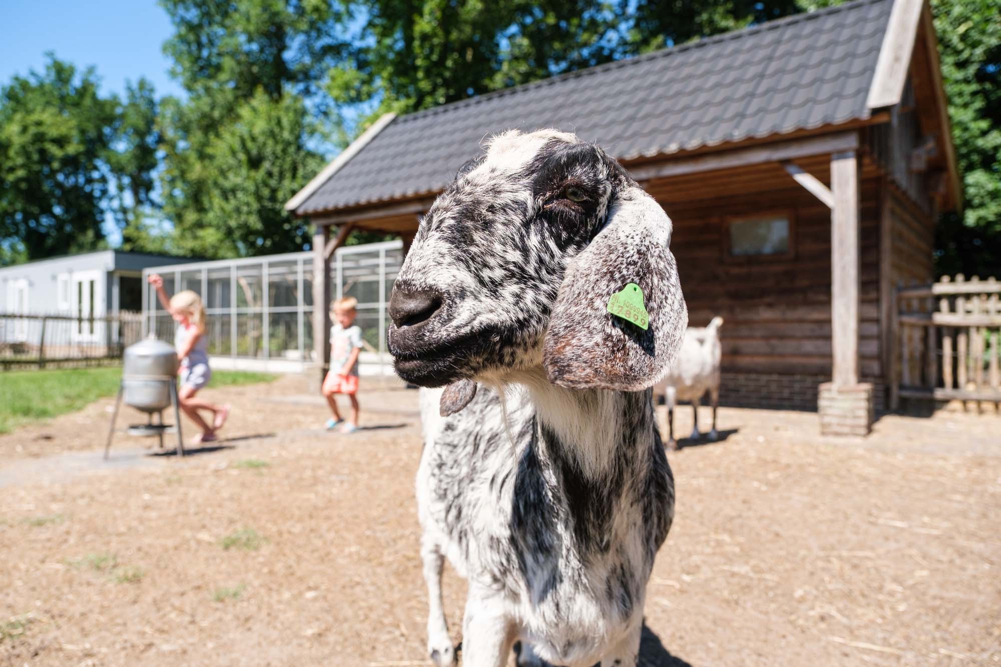 Petting zoo and aviary