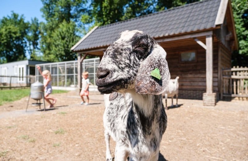 Petting zoo and aviary
