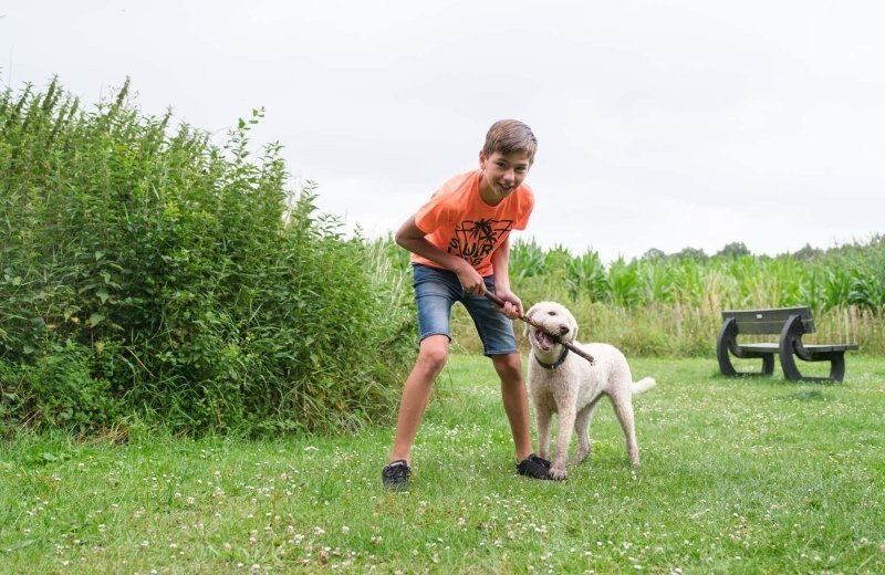 Everything your dog could need!